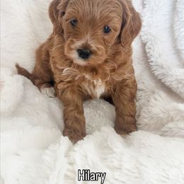 Hilary - Red  female Goldendoodle puppy in Orem, Utah from Daphne's Dozen