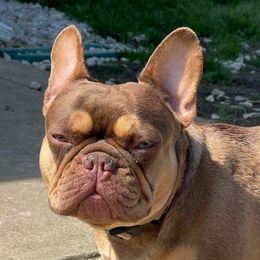 Remy - French Bulldog