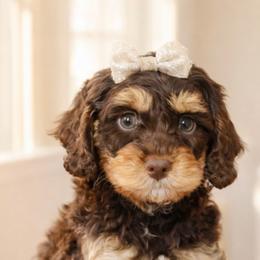 Baby girl - Brown female Cavapoo puppy in Ormond Beach, Florida from Florida Coast Doodles