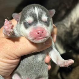 Boy 2 - Blue male Pomsky puppy in Aberdeen, Idaho from Willow Creek Cresteds