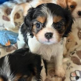 Chica - Tri-color female Cavalier King Charles Spaniel puppy in Spring Hill, Florida from Stardom Chihuahuas & CKCS