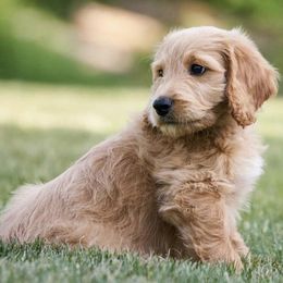 Goldendoodles from Anderson's Goldendoodles