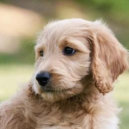 Goldendoodles from Anderson's Goldendoodles