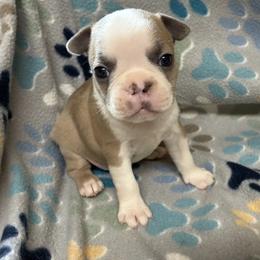 Kirby - Blue male Boston Terrier puppy in Corning, California from SB Bostons / Raksha Malinois