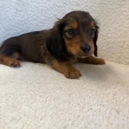 Boy puppy 4 - Chocolate male Dachshund puppy in Spokane, Washington from Dearhaven Doxie