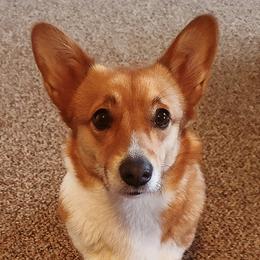 Pembroke Welsh Corgis from Prim and Proper Corgi's