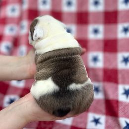 Bulldog Puppies from Sweet Rolls