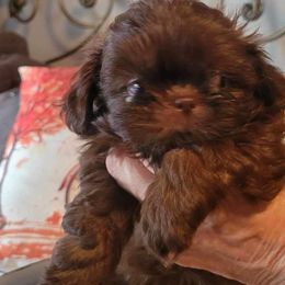Boy 4 - Liver Shih Tzu puppy in Wooster, Ohio from Mending Hearts Shih Tzu's