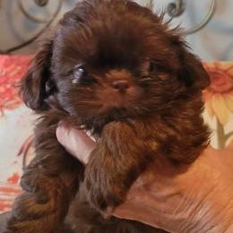 Boy 4 - Liver Shih Tzu puppy in Wooster, Ohio from Mending Hearts Shih Tzu's