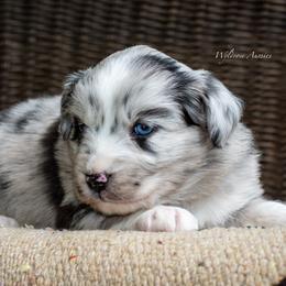 Star - Blue merle female Australian Shepherd puppy in Decatur, Texas from Wyldrose Australian Shepherds