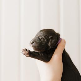 Dolly - Purple Collar - Black female Goldendoodle puppy in Newell, Iowa from Front Porch Goldens