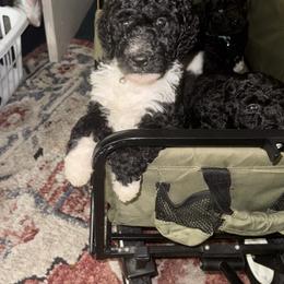 Poodle Puppies from SoFlo Standard Poodles