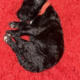Sheepadoodle Puppies from Mojave Premier Kennels