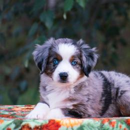 Maisie - Blue merle female Miniature American Shepherd puppy in Chocowinity, North Carolina from Foxtail Hollow