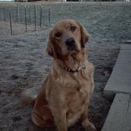 Ruby - Golden Retriever
