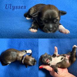 Ulysses - Cream male Lhasa Apso puppy in Cincinnati, Ohio from Shangri-La Lhasa Apsos