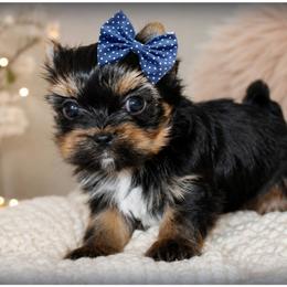 Remington - Black and tan male Yorkshire Terrier puppy in Warren, Michigan from Danielle's Yorkie Babies