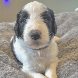 Goldendoodle Puppies from Native Country Goldendoodles