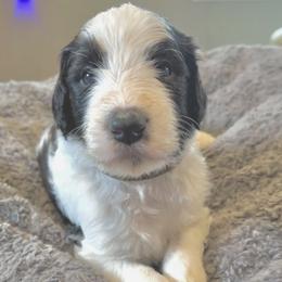 Goldendoodle Puppies from Native Country Goldendoodles