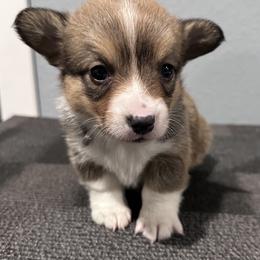Zadie - Fawn female Pembroke Welsh Corgi puppy in Rolla, Missouri from 4A Corgis