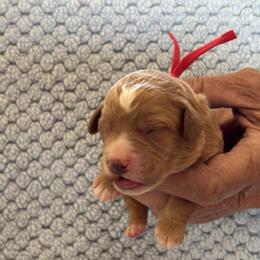 Justin - Red  male Goldendoodle puppy in Chino Valley, Arizona from Bass Creek Doodles