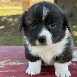 Benjamin - Brindle and white male American Corgi puppy in Preston, Idaho from KC Bar