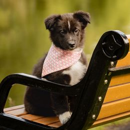 Chapel - Black & white female Australian Shepherd puppy in Buena Vista, Colorado from Wigglebutts Unlimited