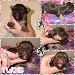Twixie - Chocolate and tan female Yorkshire Terrier puppy in London, Kentucky from Soto Yorkies