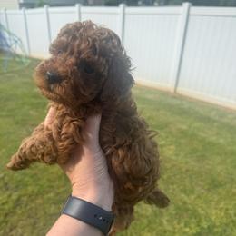 Purple - Red  female Poodle puppy in Bessemer City, North Carolina from JJs Puppies of the Carolinas