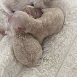 Italy - Apricot female Maltipoo puppy in Fredericktown, Missouri from Doodle Pups Fur-Ever