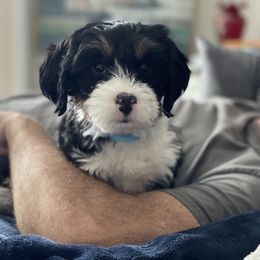 Bernedoodle and Goldendoodle Puppies from Farmer Doodles