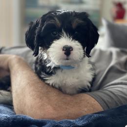 Bernedoodle and Goldendoodle Puppies from Farmer Doodles