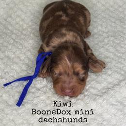 Kiwi - Dapple male Dachshund puppy in Lexington, Oklahoma from BooneDox Miniature Dachshunds