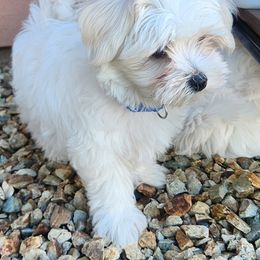Maltese Puppies from Arizona Maltese Gems