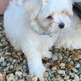 Maltese Puppies from Arizona Maltese Gems
