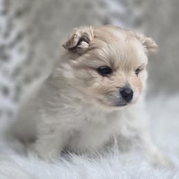 Truffle - Cream parti male Pomeranian puppy in Plainfield, Indiana from Abby's Pampered Pooches