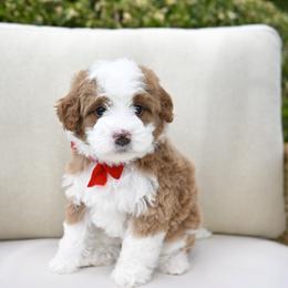 Erica-red - Brown and white female Bernedoodle puppy in North Ogden, Utah from Bourbon Bernedoodles