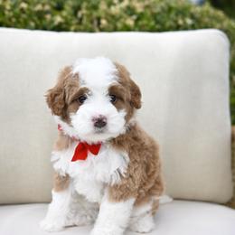 Erica-red - Brown and white female Bernedoodle puppy in North Ogden, Utah from Bourbon Bernedoodles