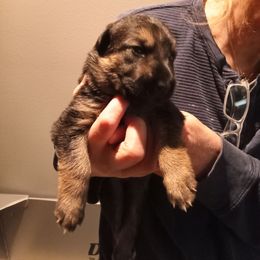 Boy 1 - Black and tan male German Shepherd puppy in Nye, Montana from Duke AKC Shepherds