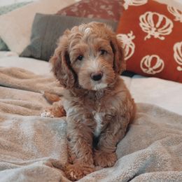 Goldendoodle puppies from Cedarcrest Goldendoodles