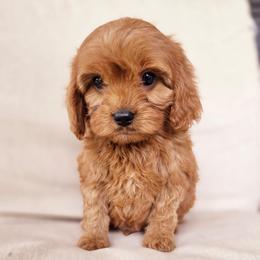 Blue - Red male Cavapoo puppy in Lincolnton, North Carolina from Cuddable Pups