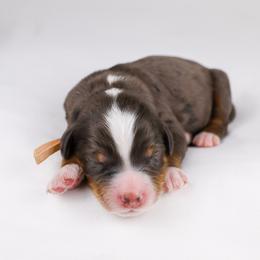 Tri Merle male - Merle male Bernedoodle puppy in Lehi, Utah from Heart J Bernedoodles