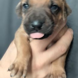 Little Debbie - Wheaten blk nose female Rhodesian Ridgeback puppy in Alabama from Celtic Lore Ridgebacks