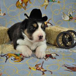 Australian Shepherd Puppies from Dovehawk Australian Shepherds
