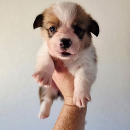 Sandy - Red female Pembroke Welsh Corgi puppy in Montague, California from Shasta Valley Pembrokes