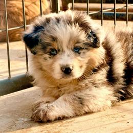 Titian - Blue merle male Australian Shepherd puppy in Mineral Wells, Texas from A6 Australian Shepards