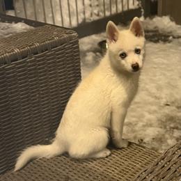 Pink Collar - White female Pomsky puppy in Exeter, Rhode Island from Ocean State Pomskies