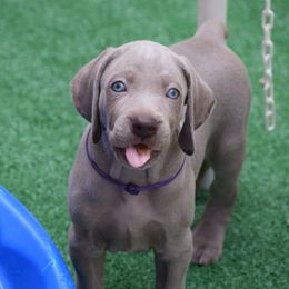 Weimaraner Puppies from Silvr Galaxy Weimaraners