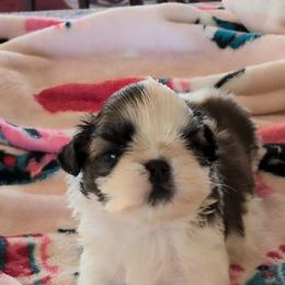 Ariel - Silver gold and white female Shih Tzu puppy in Pleasant Hill, Missouri from Misty Dajavue Shih-Tzu