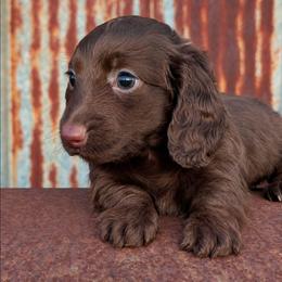 Girl 1 - Chocolate female Dachshund puppy in Unadilla, Georgia from The Hamsley Kennels of South Georgia